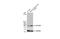 ATP Synthase F1 Subunit Alpha antibody, GTX101741, GeneTex, Western Blot image 