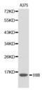 S100 Calcium Binding Protein B antibody, abx000811, Abbexa, Western Blot image 