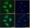 Asporin antibody, GTX89589, GeneTex, Immunofluorescence image 
