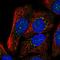 Synaptotagmin 15 antibody, HPA064559, Atlas Antibodies, Immunofluorescence image 