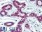 Far Upstream Element Binding Protein 1 antibody, LS-B3513, Lifespan Biosciences, Immunohistochemistry frozen image 