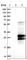 Interleukin 32 antibody, HPA029397, Atlas Antibodies, Western Blot image 
