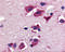 TNF Superfamily Member 10 antibody, 2430, QED Bioscience, Immunohistochemistry frozen image 