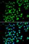 High Mobility Group Box 1 antibody, LS-C332161, Lifespan Biosciences, Immunofluorescence image 