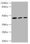 Isocitrate Dehydrogenase (NADP(+)) 1, Cytosolic antibody, abx322194, Abbexa, Western Blot image 