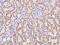 Rho GTPase Activating Protein 22 antibody, 204056-T10, Sino Biological, Immunohistochemistry paraffin image 
