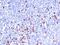 Ig kappa-b4 chain C region antibody, NBP2-48228, Novus Biologicals, Immunohistochemistry paraffin image 