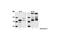 Spectrin Alpha, Non-Erythrocytic 1 antibody, 2121S, Cell Signaling Technology, Western Blot image 