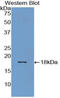 Bone Morphogenetic Protein 15 antibody, LS-C293029, Lifespan Biosciences, Western Blot image 