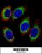 KH-Type Splicing Regulatory Protein antibody, 56-004, ProSci, Immunofluorescence image 