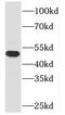 Taspase 1 antibody, FNab08504, FineTest, Western Blot image 