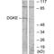 Diacylglycerol Kinase Epsilon antibody, PA5-49812, Invitrogen Antibodies, Western Blot image 