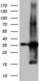 Transforming Acidic Coiled-Coil Containing Protein 2 antibody, LS-C339032, Lifespan Biosciences, Western Blot image 