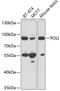 DNA Polymerase Iota antibody, GTX55595, GeneTex, Western Blot image 