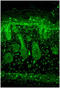 Potassium Voltage-Gated Channel Subfamily J Member 2 antibody, GTX41991, GeneTex, Immunohistochemistry paraffin image 