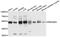 Protein Kinase CAMP-Dependent Type II Regulatory Subunit Alpha antibody, MBS127316, MyBioSource, Western Blot image 