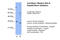 Homeobox protein Nkx-3.2 antibody, 28-569, ProSci, Western Blot image 