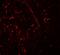 DEAD-Box Helicase 41 antibody, A05407, Boster Biological Technology, Immunofluorescence image 