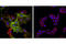 Melanoma Cell Adhesion Molecule antibody, 13475S, Cell Signaling Technology, Immunofluorescence image 