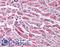 Kiaa0086 antibody, LS-B1758, Lifespan Biosciences, Immunohistochemistry paraffin image 