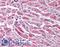 DNA Cross-Link Repair 1A antibody, LS-B1758, Lifespan Biosciences, Immunohistochemistry paraffin image 