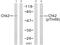 Checkpoint Kinase 2 antibody, abx012850, Abbexa, Western Blot image 