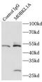 MOB Kinase Activator 1A antibody, FNab05258, FineTest, Immunoprecipitation image 