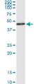 Period Circadian Regulator 3 antibody, H00008863-M01, Novus Biologicals, Immunoprecipitation image 