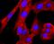 Protein Arginine Methyltransferase 1 antibody, A01417-2, Boster Biological Technology, Immunocytochemistry image 