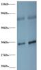 Small Nuclear Ribonucleoprotein Polypeptide G antibody, LS-C211133, Lifespan Biosciences, Western Blot image 