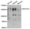 Nuclear Factor Of Activated T Cells 3 antibody, LS-C334862, Lifespan Biosciences, Western Blot image 