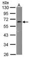 Cyclin And CBS Domain Divalent Metal Cation Transport Mediator 3 antibody, PA5-30519, Invitrogen Antibodies, Western Blot image 