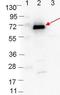 Outer surface protein C antibody, orb344668, Biorbyt, Western Blot image 