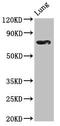T-Box 2 antibody, LS-C671213, Lifespan Biosciences, Western Blot image 