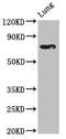 T-box transcription factor TBX2 antibody, LS-C671213, Lifespan Biosciences, Western Blot image 