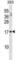 Mesencephalic Astrocyte Derived Neurotrophic Factor antibody, abx028819, Abbexa, Western Blot image 