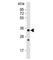 STIP1 Homology And U-Box Containing Protein 1 antibody, F40135-0.4ML, NSJ Bioreagents, Immunohistochemistry frozen image 