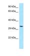 TWIST Neighbor antibody, orb326454, Biorbyt, Western Blot image 