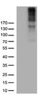 MCSP antibody, CF812901, Origene, Western Blot image 
