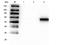 Signal Transducer And Activator Of Transcription 5A antibody, orb345724, Biorbyt, Western Blot image 