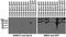 Synaptotagmin 10 antibody, 75-262, Antibodies Incorporated, Western Blot image 