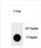 Angiomotin antibody, PA5-72373, Invitrogen Antibodies, Dot Blot image 