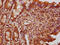 FEV Transcription Factor, ETS Family Member antibody, CSB-PA858717LA01HU, Cusabio, Immunohistochemistry frozen image 