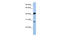 AN1-type zinc finger protein 3 antibody, 25-208, ProSci, Western Blot image 