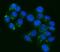 ATP Binding Cassette Subfamily B Member 1 antibody, A00049-4, Boster Biological Technology, Immunofluorescence image 