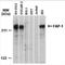 Protein Tyrosine Phosphatase Non-Receptor Type 13 antibody, NB100-56139, Novus Biologicals, Western Blot image 