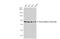 Signal Regulatory Protein Alpha antibody, 56248, QED Bioscience, Western Blot image 