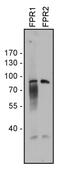 Formyl Peptide Receptor 1 antibody, 720366, Invitrogen Antibodies, Western Blot image 