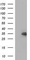 AN1-type zinc finger protein 3 antibody, TA507383, Origene, Western Blot image 