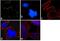 26S protease regulatory subunit 6A antibody, PA1-967, Invitrogen Antibodies, Immunofluorescence image 
